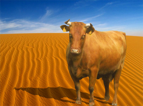 Wüstenkuh